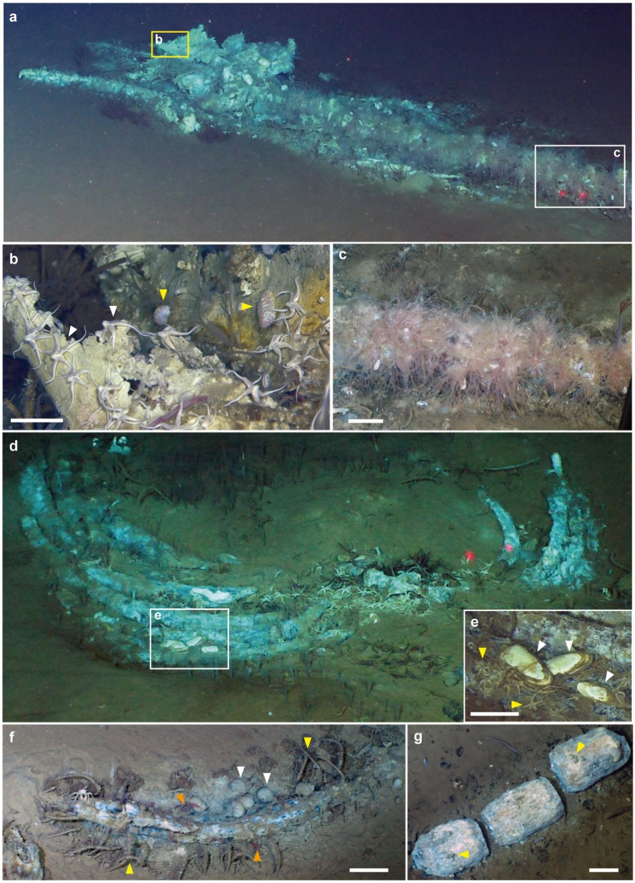 科学家发现距今530万年前的鲸类化石群--新蓝网