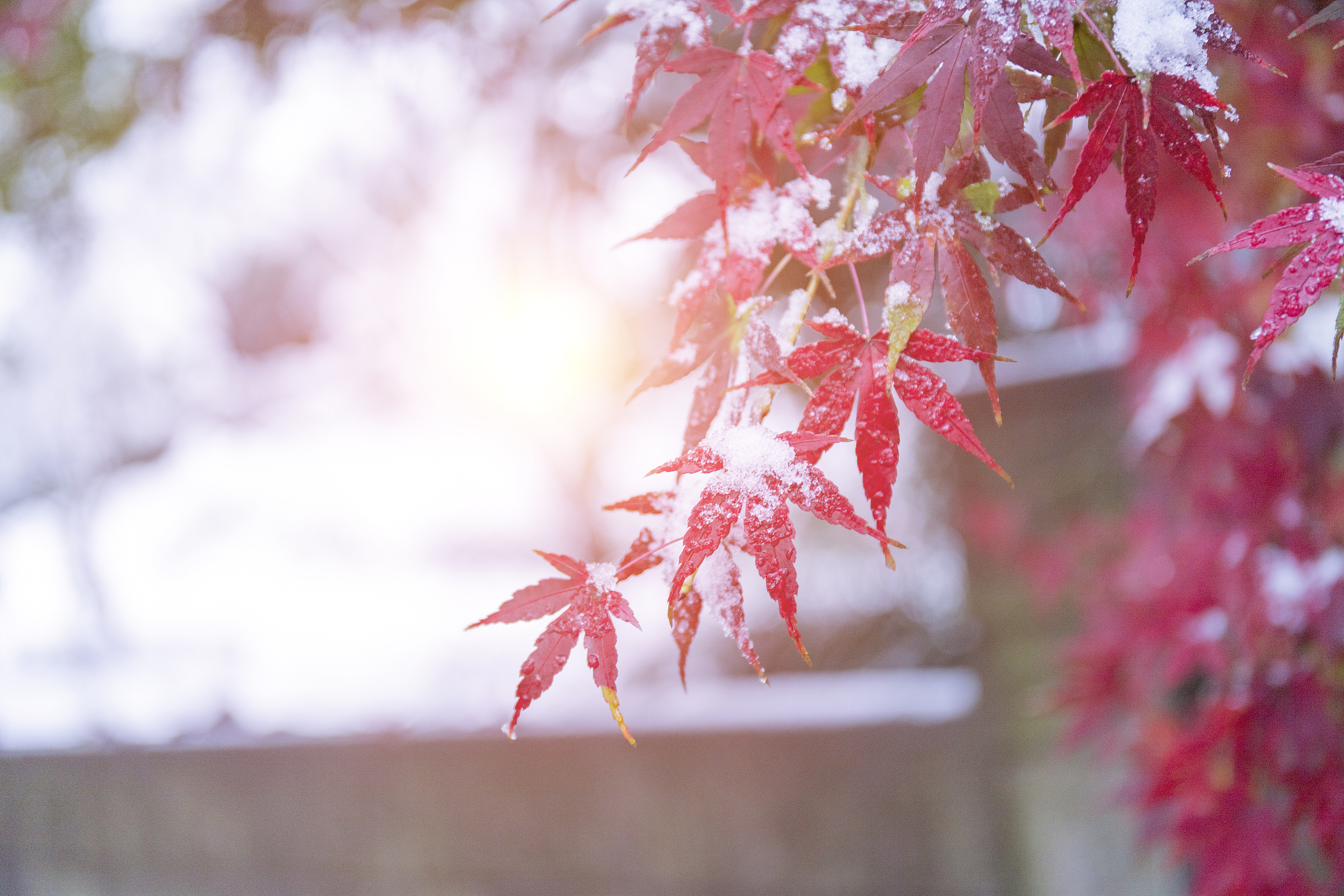 2024年秋季学期河南省高校“形势与政策”课第一次集体备课举办- 豫教要闻- 河南省教育厅, image size:2500x1667