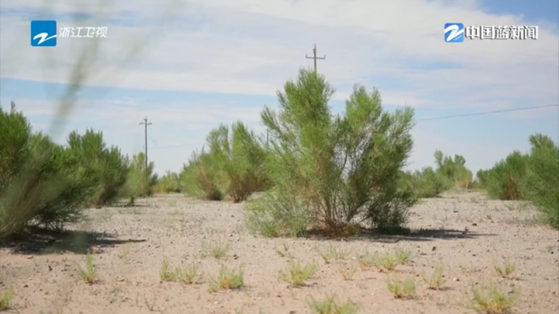 梭梭树是啥意思 cms_1756990757pXMYnK.png