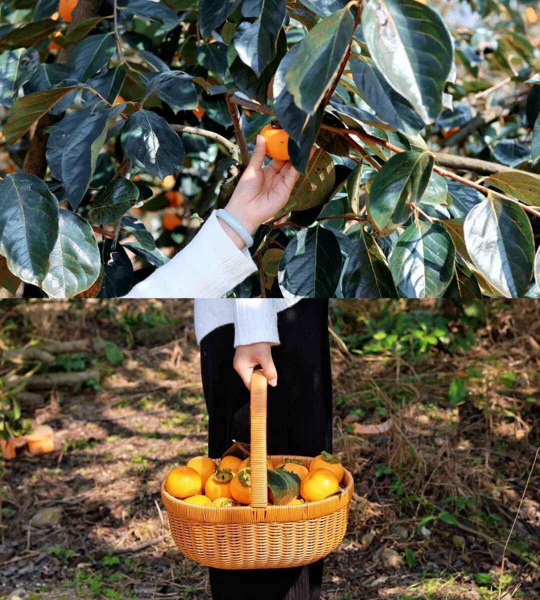 柿柿如意图解 1761435588101252.jpeg