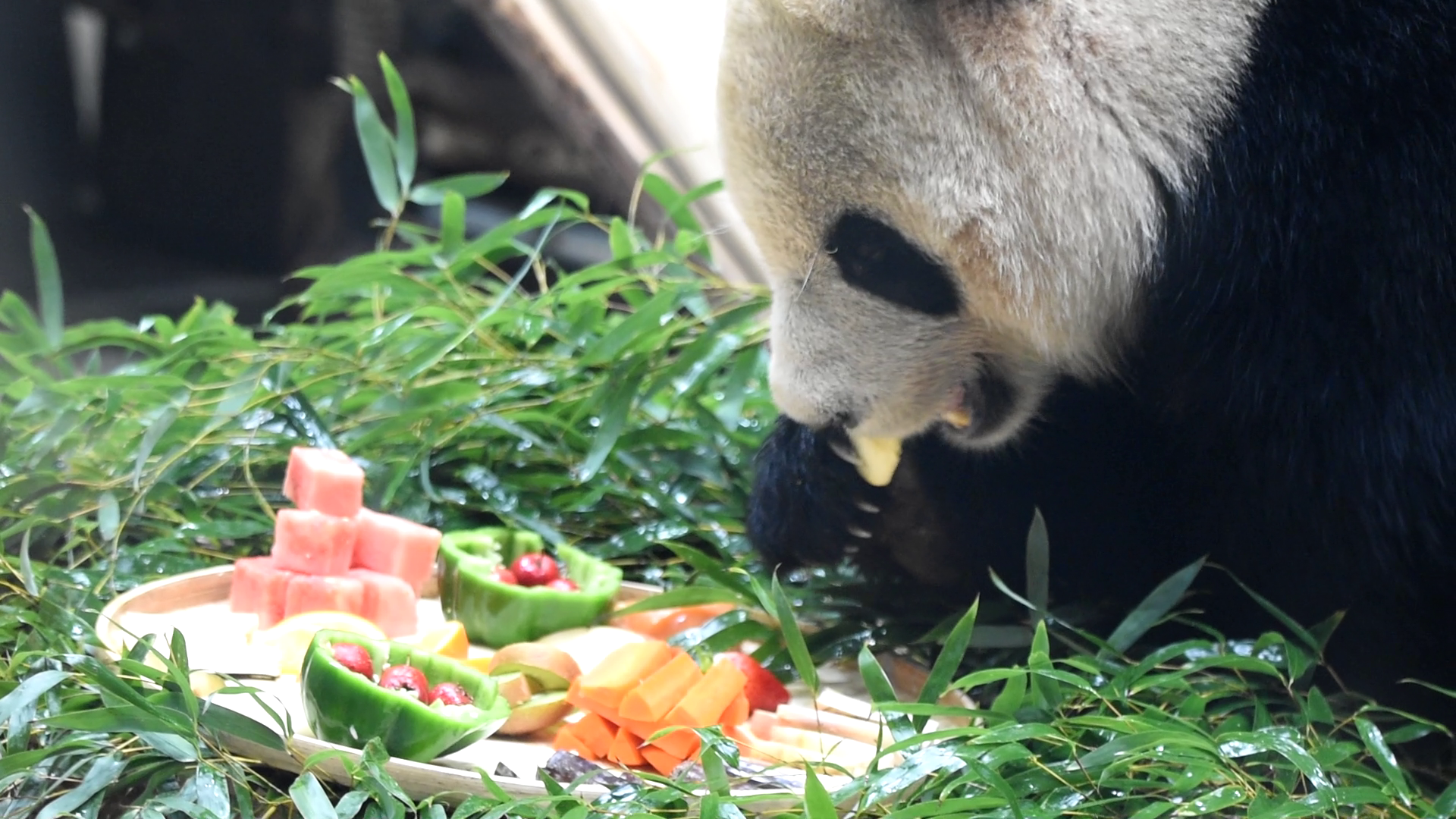 大熊猫春生香果年夜饭提前开餐游客春节仪式感有了