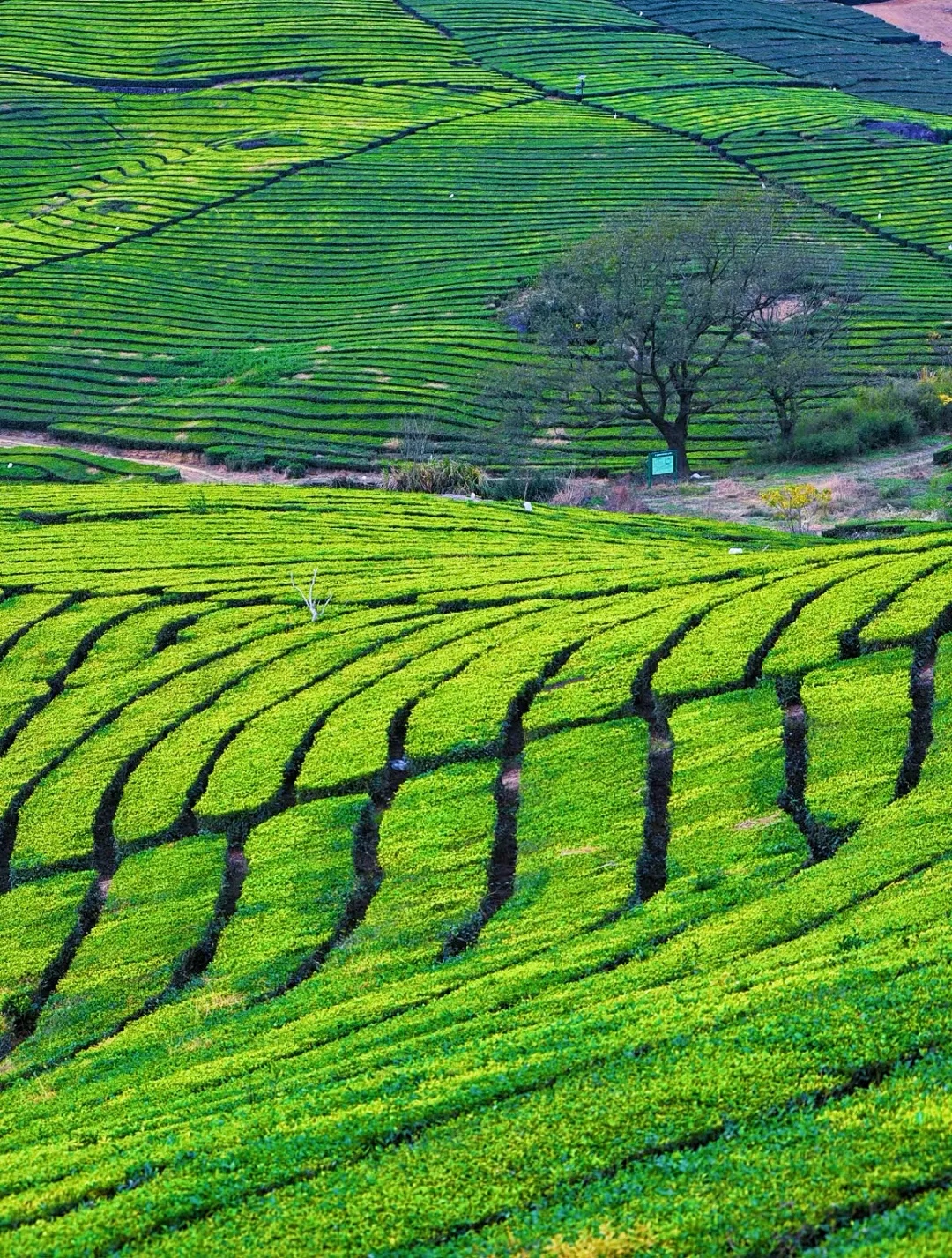 的土路,治愈系的绝美茶园风光,让人有一秒穿越到瑞士田园风光里的错觉