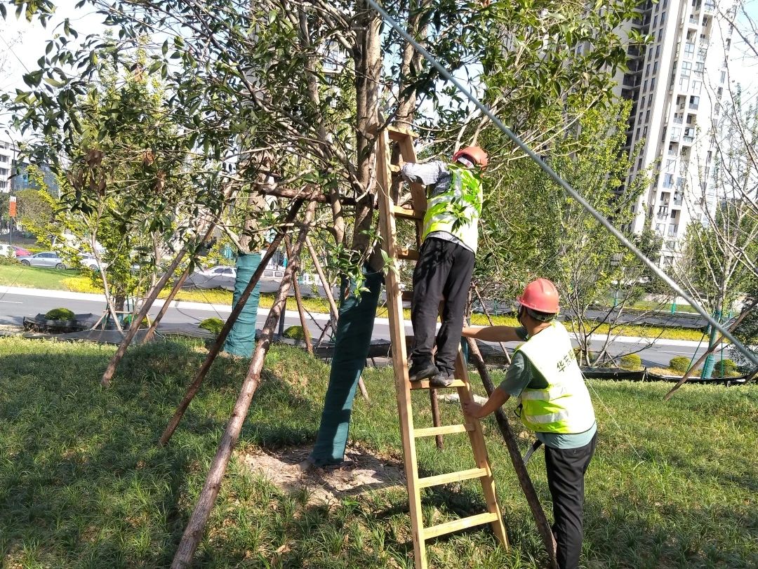 修剪树枝,树木加固……杭州余杭防台工作有序进行