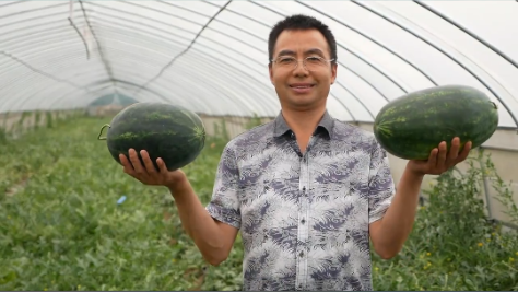 共同富裕在身边丨望瓜落寞老瓜幸福归来