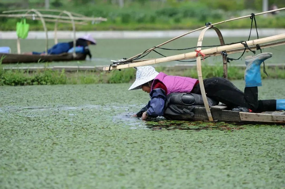 浙江宣传逃不过的三味